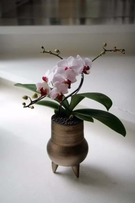 Vì nhỏ bé nên nó có thể trồng được trong nhiều vật dụng khác nhau. Ảnh: bonsaigurus.com.