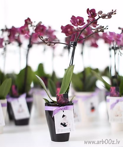 Rất tiện để trang trí nhà đón Tết. Ảnh: flickr.com.