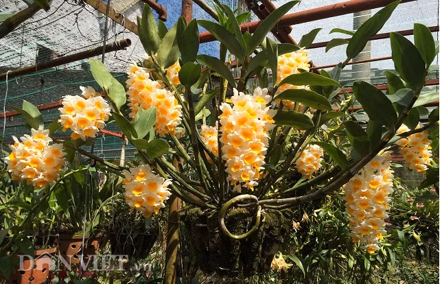 Giò lan kiều vàng nở sớm do tiết trời ở Đà Lạt đang ấm dần lên.