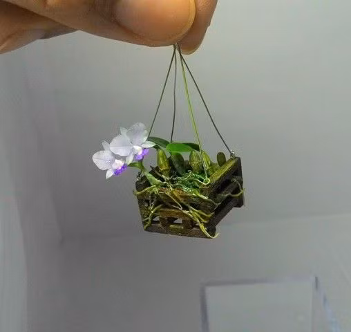 Đây là một trong những loại cây cảnh mini chơi Tết độc đáo nhất năm nay. Ảnh: Pontip Yungyuen.