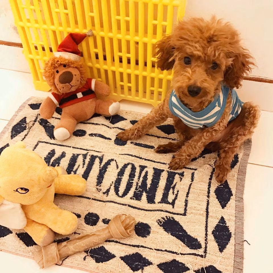 Mỗi "bé" khi đến lưu trú ở khách sạn PetGarden đều được ở riêng trong 1 căn phòng xinh xinh. Ảnh: Pet Garden - Hotel &amp; Spa.