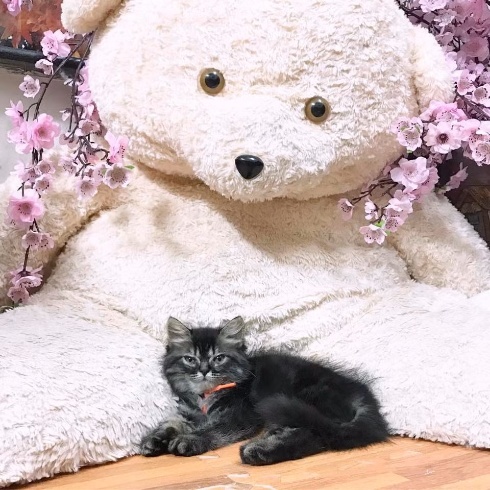 Rộng từ 1.2 m2 trở lên, thoải mái cho cả những "thú cưng" khủng, nặng tới hơn 30kg. Ảnh: Pet Garden - Hotel &amp; Spa.