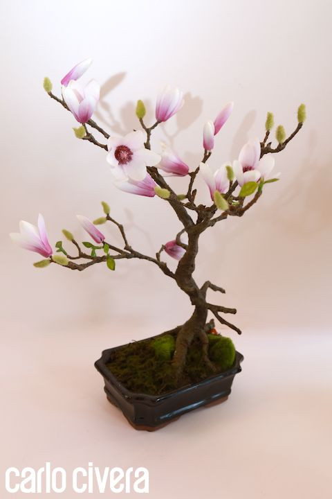 Chồi cây bung nở khiến cây như có sức sống mãnh liệt. Ảnh: Carlo Civera.