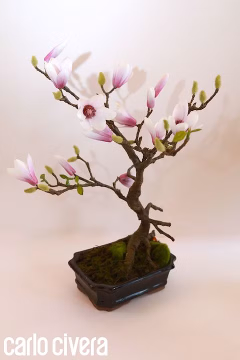 Chồi cây bung nở khiến cây như có sức sống mãnh liệt. Ảnh: Carlo Civera.