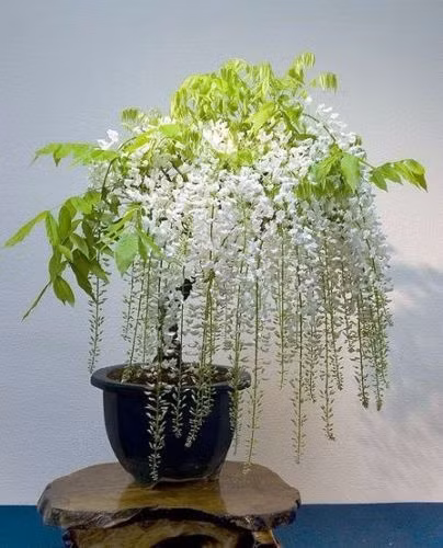 Trong khi đó, tử đằng màu trắng hiếm hơn, mang vẻ đẹp dung dị hơn. Ảnh: Sunshine Rider.