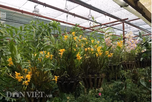 Góc vườn lan, nơi lưu giữ những đam mê tuổi về già của ông Phạm Quang Bình.