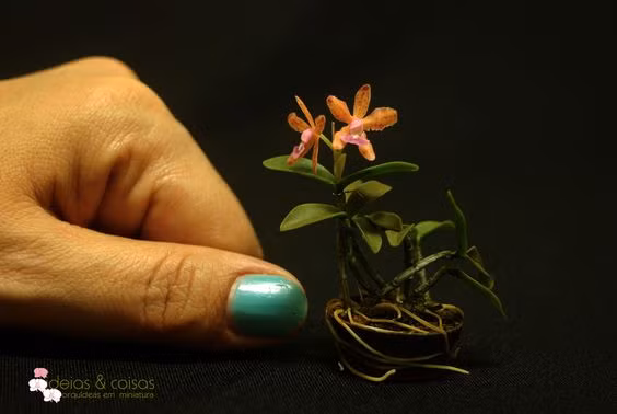 Tuy nhỏ xíu nhưng những chậu phong lan bonsai nhỏ như ngón tay này mang vẻ đẹp kiêu sa, lộng lẫy... Ảnh: WordPress.com.