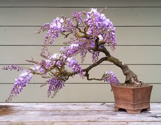 Hoa tử đằng (còn gọi là dây sắn tía, hoa chu đằng, hoa đằng la, hoa tử đằng) có tên tiếng khoa học là Wisteria sinensis; tên tiếng Pháp là Glycine hoặc Glycine de Chin; tên tiếng Nhật là Fuji. Bonsai hoa tử đằng đang rất hút khách với vẻ đẹp lạ mắt. Ảnh: flowerinheart.blogspot.com.