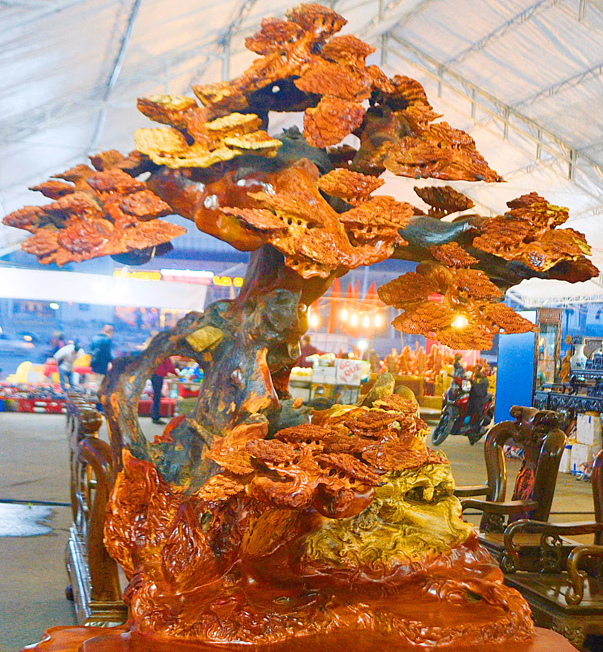 Trong đó, cây tùng cao gần 2 m, tán rộng khoảng 1,5m.