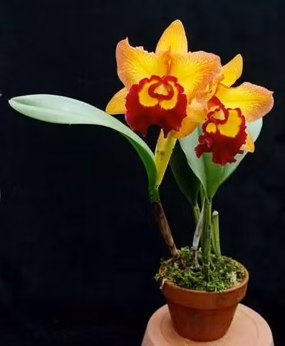 Để tạo ra những chậu bonsai phong lan "siêu nhỏ", thậm chí nhỏ hơn cả 1 ngón tay đòi hỏi sự chăm sóc tỉ mỉ, chu đáo và kỳ công của các nghệ nhân. Ảnh: produto.mercadolivre.com.br.