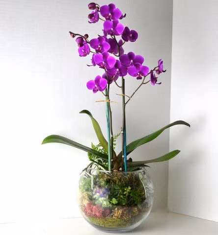 Ảnh: Como Organizar la Casa.