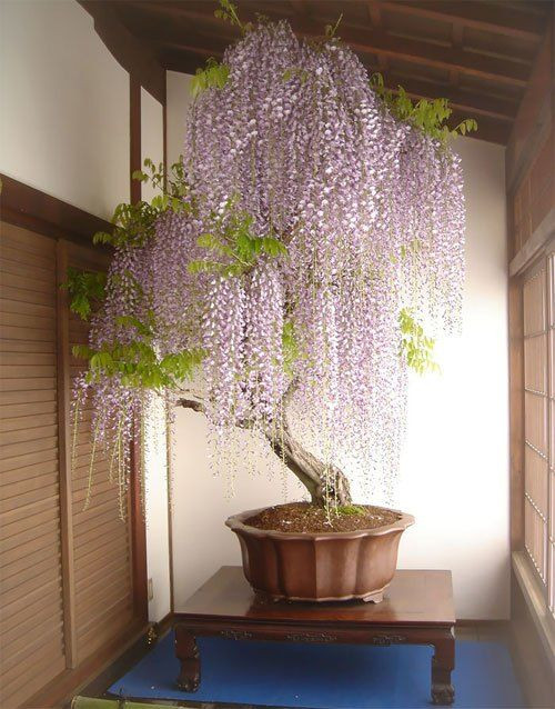 Ngay cả những cây to cũng được đưa vào chậu trồng để trưng trong nhà. Ảnh: WordPress.com.