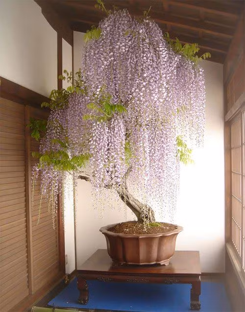 Ngay cả những cây to cũng được đưa vào chậu trồng để trưng trong nhà. Ảnh: WordPress.com.