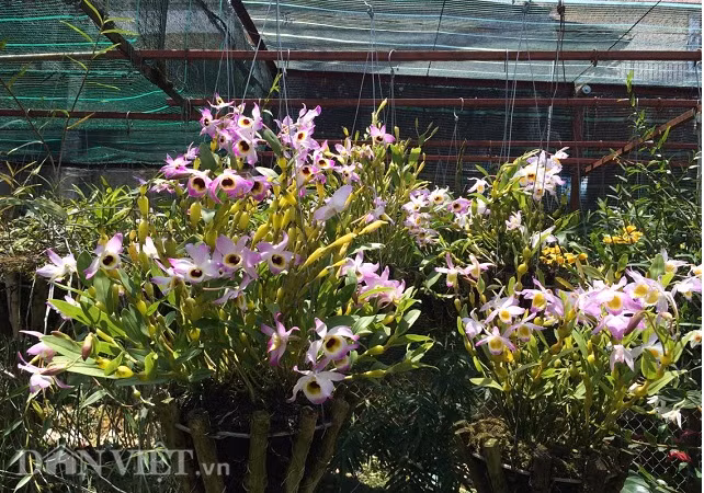 Giò lan chuỗi ngọc Điện Biên đang khoe sắc dưới nắng vàng, ông Bình cho biết giò lan này được một người bạn tặng khi ông có dịp ra Hà Nội chơi.