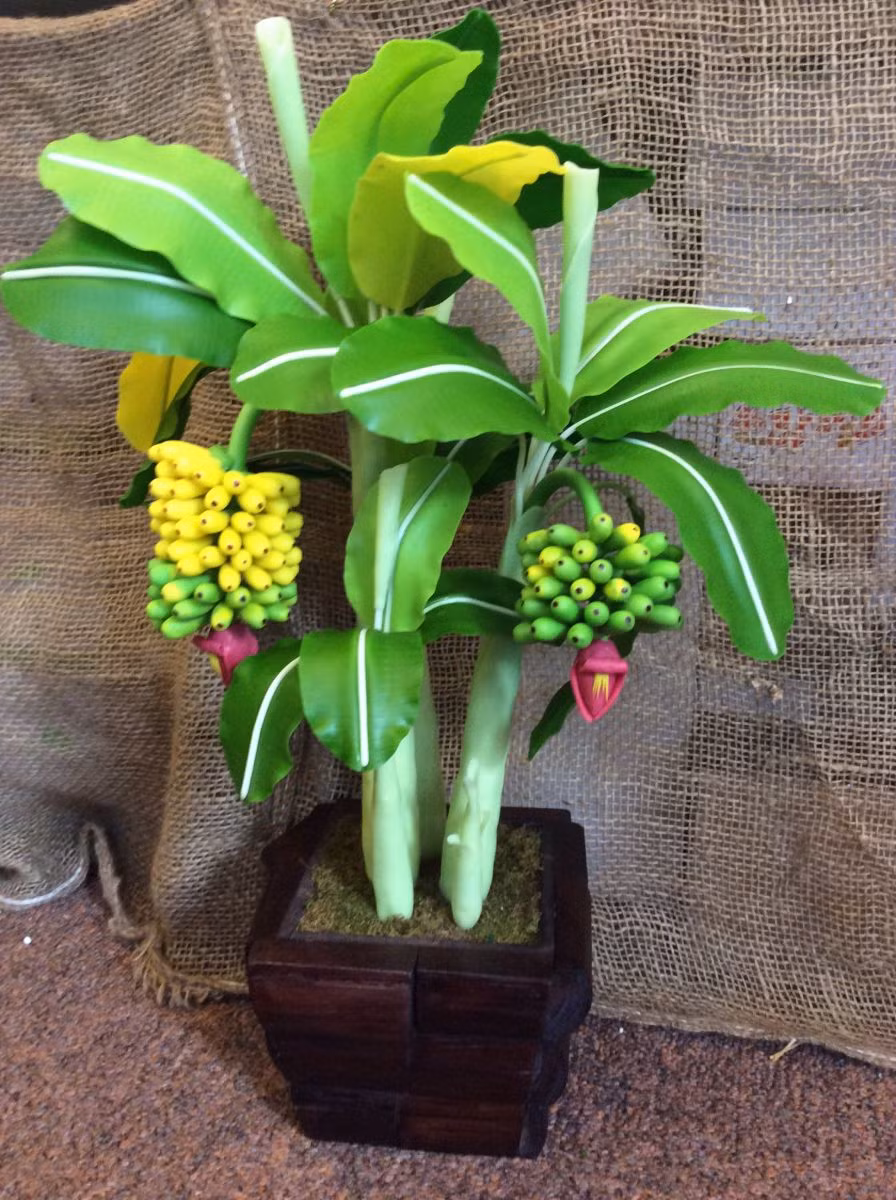 Không chỉ gây ấn tượng bởi những tàu lá bản to, xanh mượt, cây chuối còn có ý nghĩa phong thủy. Ảnh: 123mua.vn