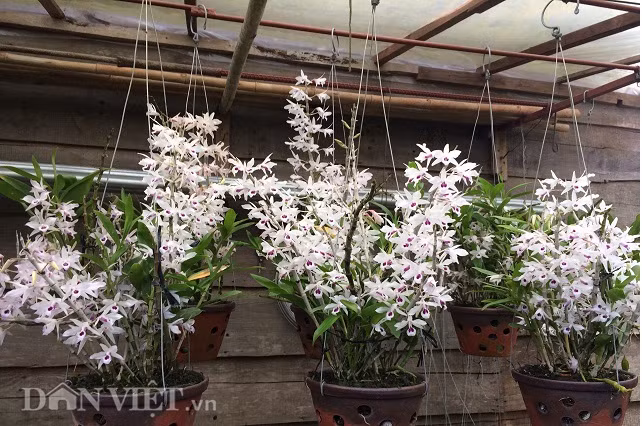 Ba giò lan ý ngọc nở rộ được ông Phạm Quang Bình treo ở một góc trong vườn, việc bố trí các giò lan trong vườn hợp lý khiến ai vào tham quan vườn của ông bình đi đâu cũng thấy hoa.