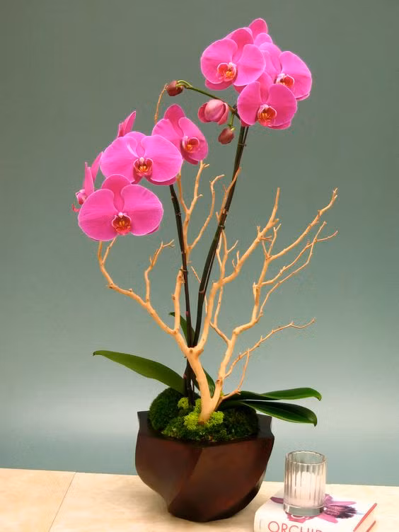 Không những thế, nếu khéo tay, bạn vẫn có thể tận dụng trồng lại để ngắm sau này. Ảnh: hautehouseorchids.com.