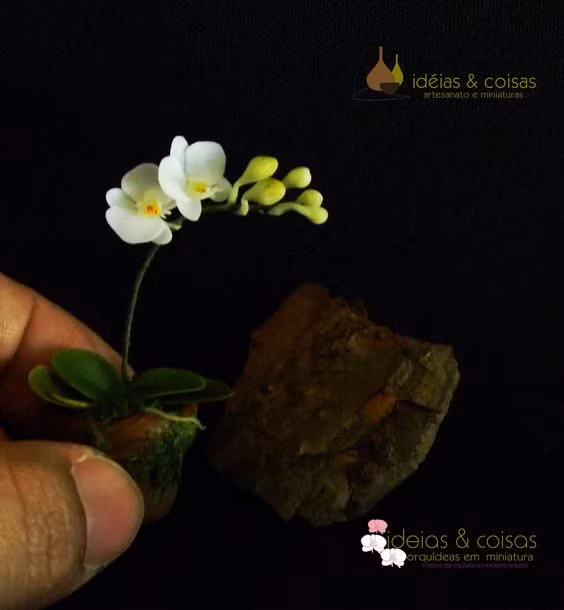 Màu trắng tinh khôi khiến lòng người mê đắm. Ảnh: Mis Jardines.