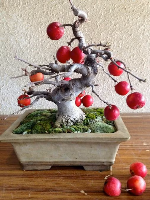 Tuy chưa phổ biến và bán nhiều trên thị trường nhưng trên chợ mạng đã có người rao bán. Ảnh: Ileana Bejarano Hernandez.