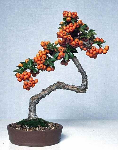 Có một điểm đặc biệt là các cành táo gai ra hoa liên tục trong suốt mùa xuân. Ảnh: aidobonsai.com.