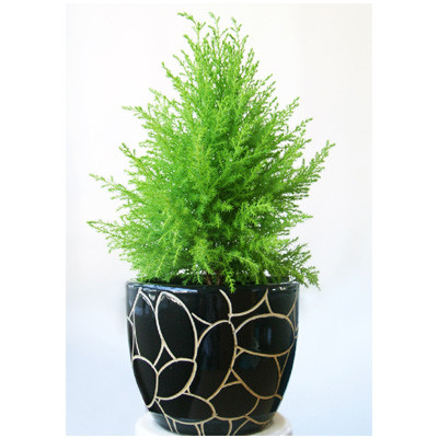 Cây tùng hợp cho gia chủ.