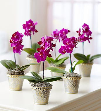 lại vừa kiêu sa, lộng lẫy... Ảnh: pinterest.com.