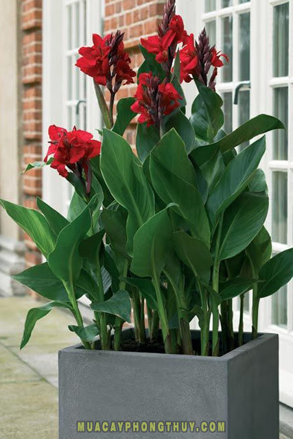 Cây chuối hoa đỏ có tên khoa học Canna generalis, còn gọi là cây dong riềng cũng là một loại chuối cảnh được nhiều người tìm mua. Ảnh: muacayphongthuy.com.