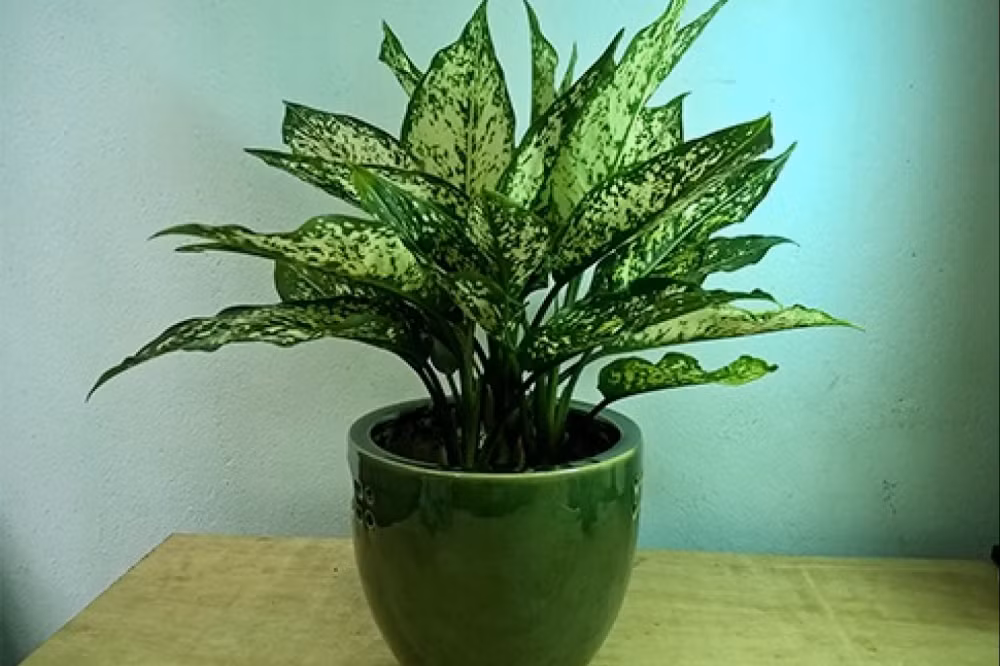 Cây ngọc ngân hợp cho gia chủ.