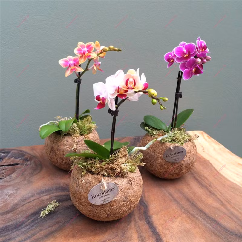 Những chậu lan bonsai siêu nhỏ lạ mắt đang rất hút khách dịp Tết năm nay. Ảnh: aliexpress.com