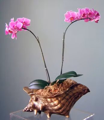 Bonsai hoa lan mini là một trong những loài hoa cảnh "sang chảnh" đang được nhiều người sành chơi hoa yêu thích và săn đón trong dip Tết Nguyên đán 2018 sắp đến. Ảnh: maison21.blogspot.com.