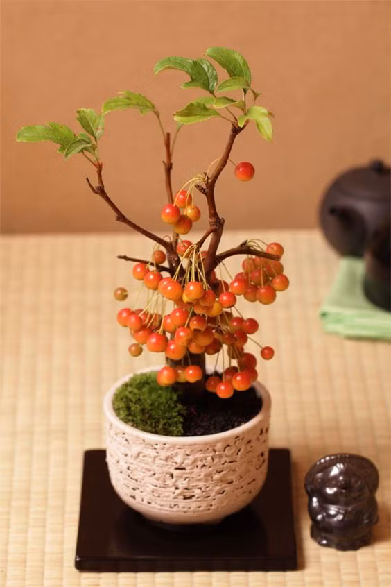 Một cây bonsai táo gai nhỏ rất hợp để bày trên bàn, trang trí nhà dịp Tết. Ảnh: item.rakuten.co.jp.