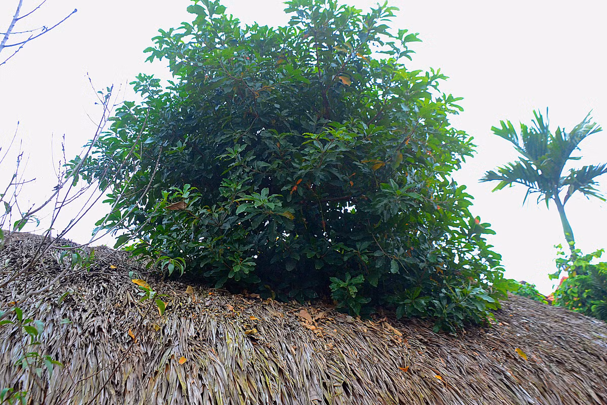 Một cây xanh cao lớn mọc xuyên qua mái nhà lá tạo điểm nhấn độc đáo.