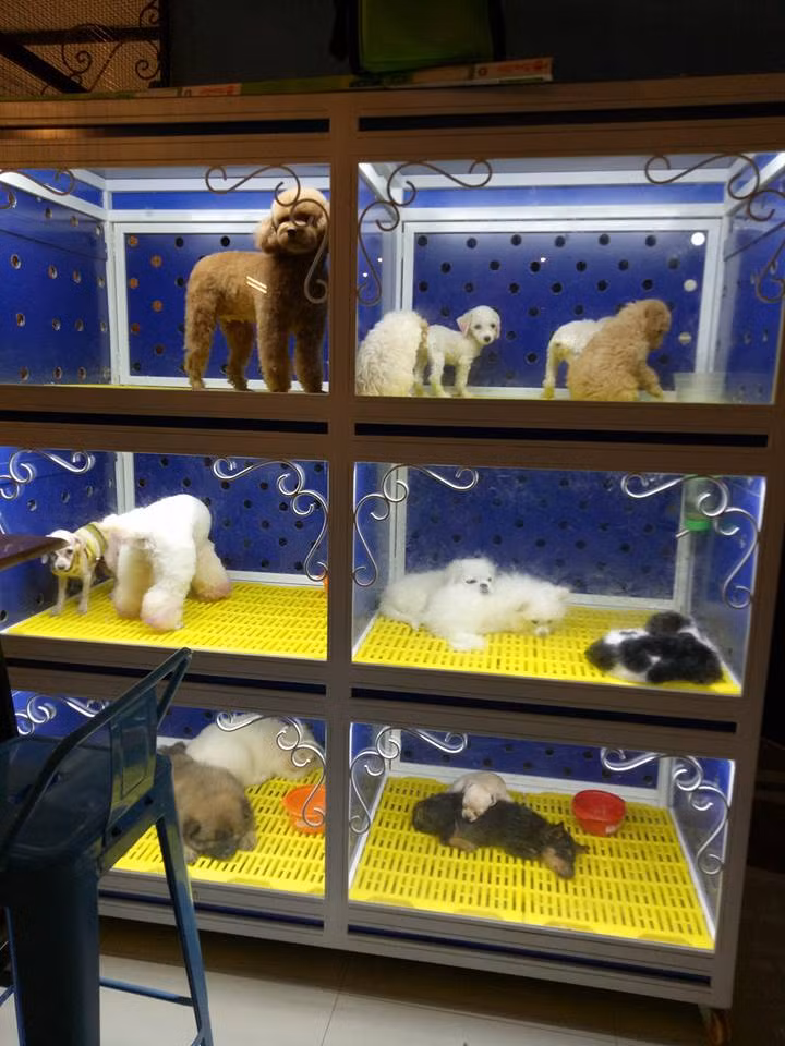 Hệ thống chuồng phòng sạch sẽ, hợp vệ sinh, được khử trùng thường xuyên. Ảnh: Phú Gia Spa Grooming