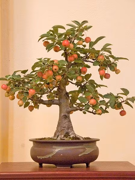 Hương vị của trái táo gai được miêu tả là "như những trái táo quá chín". Ảnh: Pur.Equilibrium.