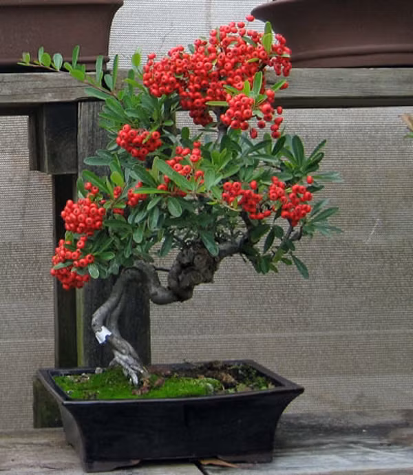 Tại vùng cao nguyên Scotland thì hoa có thể còn ra muộn hơn, tới tận giữa tháng 6. Ảnh: cungcaphatgiong.com.