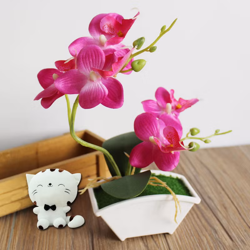 Những chậu hoa lan Tết vừa hấp dẫn tinh tế... Ảnh: aliexpress.com.