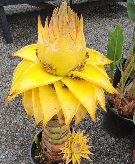 Giống chuối bonsai này cao xấp xỉ 1.5m. Hoa chuối sẽ nở sau khi cây trưởng thành, đặc biệt thời gian hoa nở kéo dài 6 - 7 tháng, hoa có hạt nên có thể ươm gieo. Ảnh: blogcaycanh.vn.