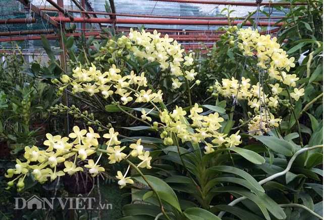 Và còn cả quế lan hương nữa...