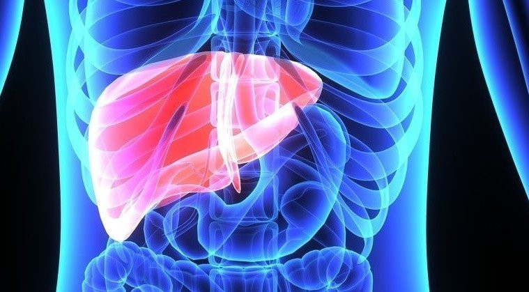 Gan chỉ có khả năng xử lý một phần chất cồn nhất định. Nếu bạn uống quá nhiều rượu, khiến gan phải làm việc quá mức và bị nhiễm độc, suy yếu dần.