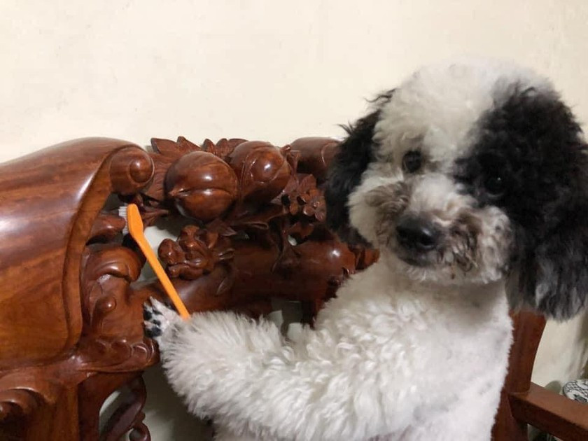 Sử dụng cả bàn chải, khăn lau nhưng lau trước có khi ngay sau đó bàn ghế đã bám bụi trở lại.