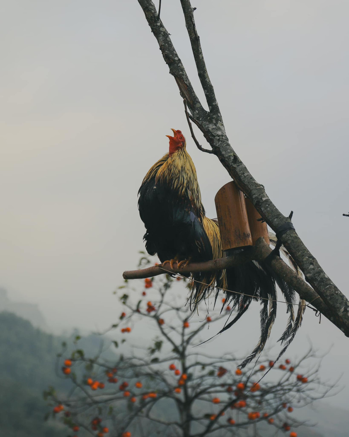Cái lạnh của Sa Pa khác hẳn với cái lạnh của đồng bằng, nó mang đến một cảm giác khoan khoái, dễ chịu. Những cây hồng cuối mùa vẫn còn lơ thơ vài quả chín đỏ.