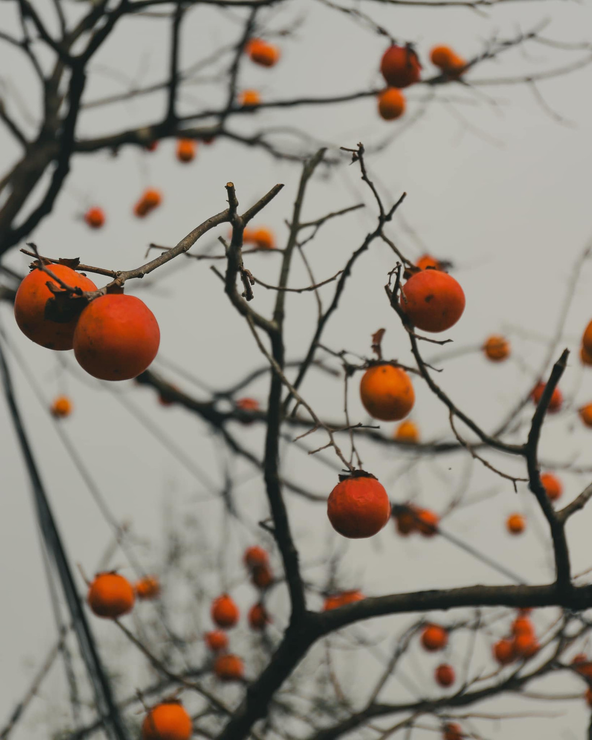 Những hình ảnh khiến người chưa từng đặt chân đến Sa Pa cũng phải mê đắm.