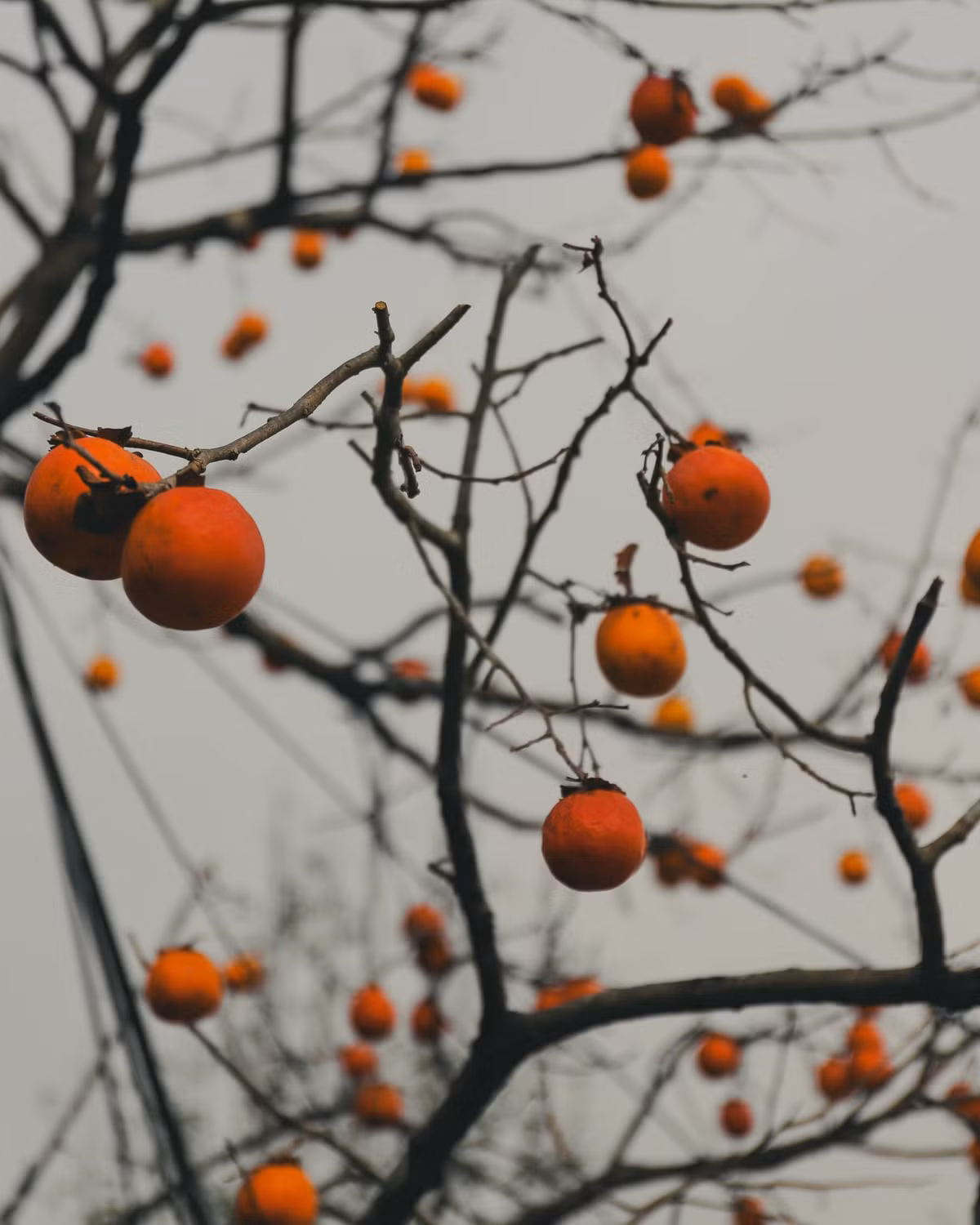 Những hình ảnh khiến người chưa từng đặt chân đến Sa Pa cũng phải mê đắm.