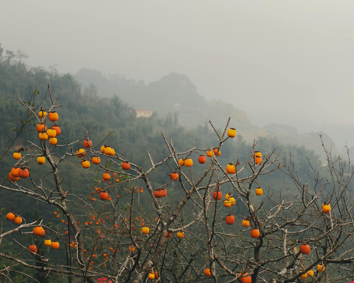 Những quả hồng trên các cành cây như chiếc đèn lồng nhỏ giữa không gian giăng đầy sương sớm huyền ảo.