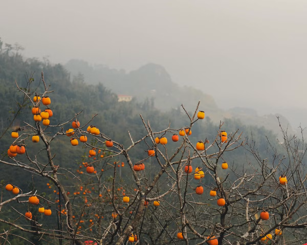 Những quả hồng trên các cành cây như chiếc đèn lồng nhỏ giữa không gian giăng đầy sương sớm huyền ảo.