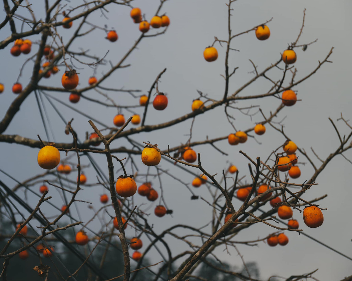 Cảnh vật như được bao phủ bởi một lớp áo mỏng manh, tạo nên một bức tranh thủy mặc tuyệt đẹp.