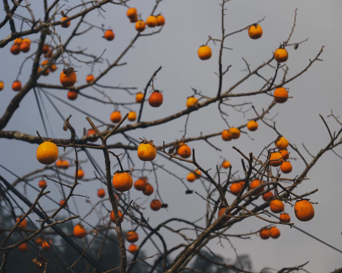 Cảnh vật như được bao phủ bởi một lớp áo mỏng manh, tạo nên một bức tranh thủy mặc tuyệt đẹp.