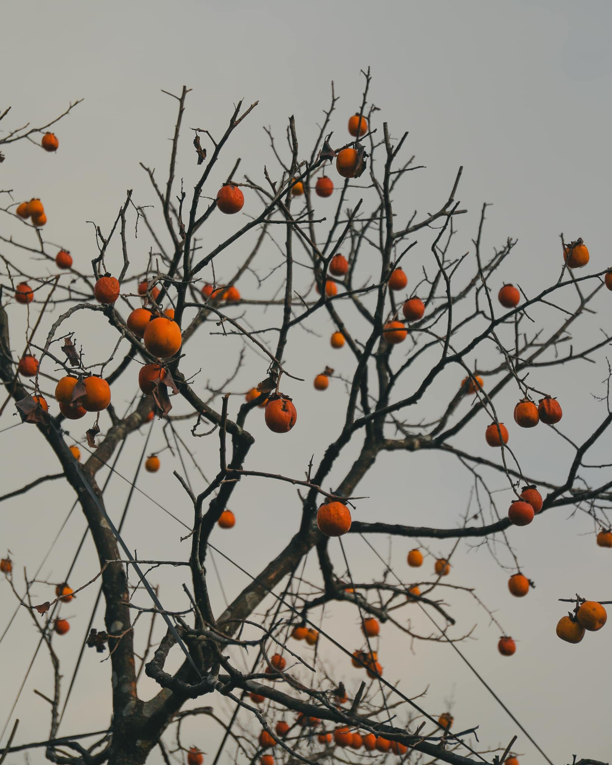 Đâu đấy chừng 1 tháng nữa là Sapa phủ đầy sắc hoa.