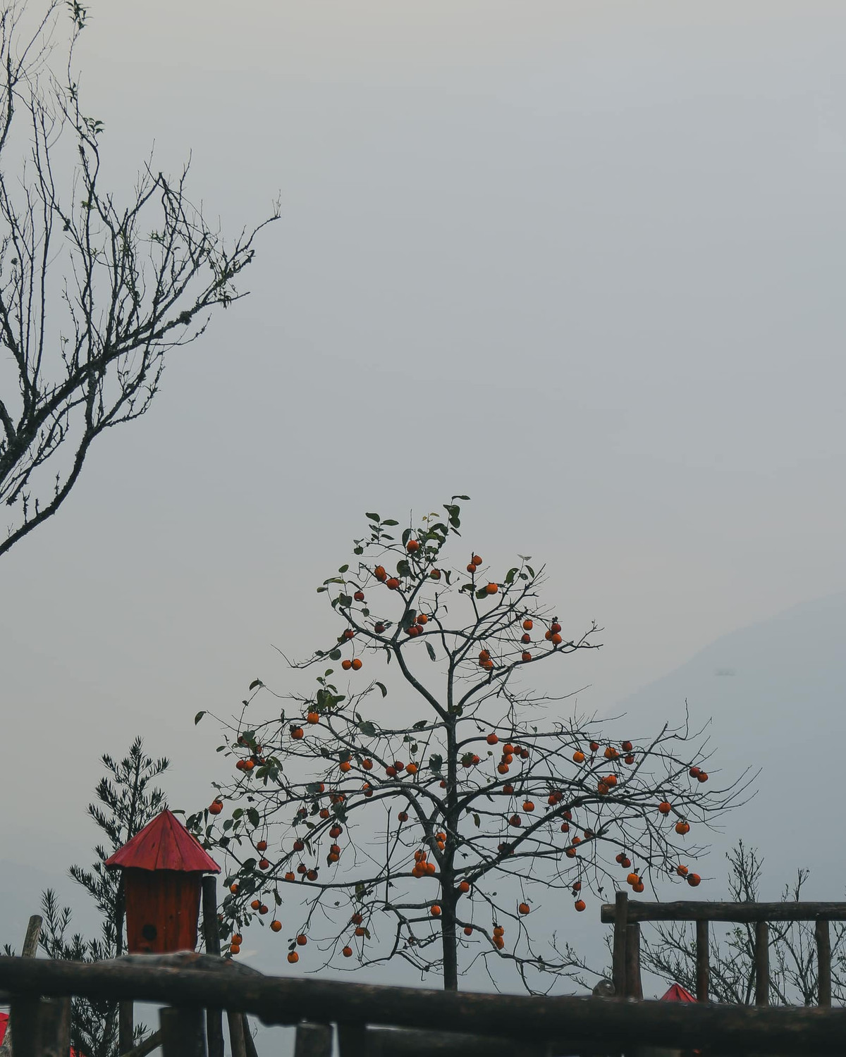 Còn những người đã có cơ hội được đặt chân đến đây vào mùa này cảm thấy bồi hồi, xao xuyến.