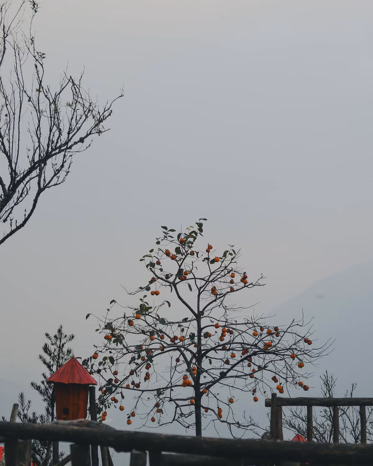 Còn những người đã có cơ hội được đặt chân đến đây vào mùa này cảm thấy bồi hồi, xao xuyến.